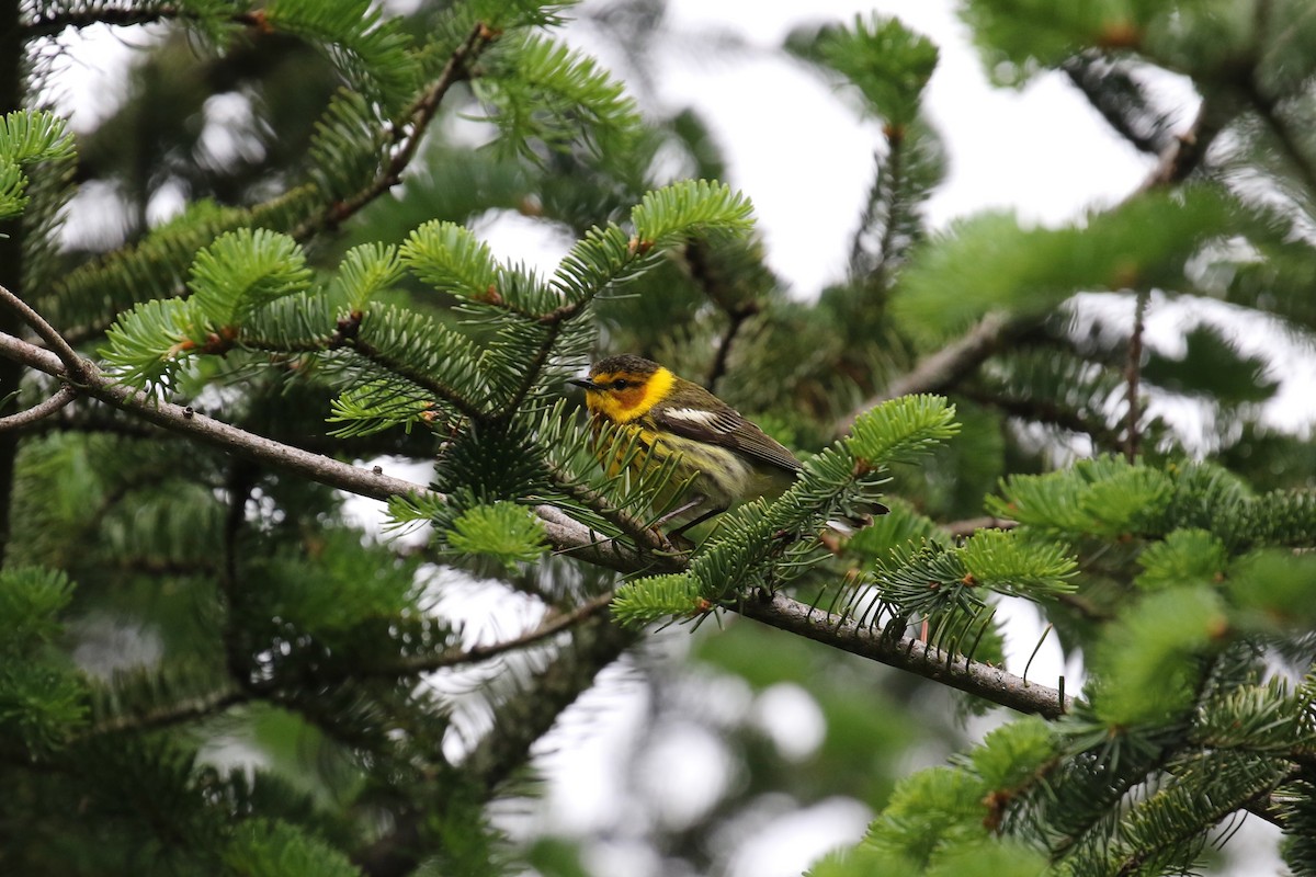 Cape May Warbler - ML620178515