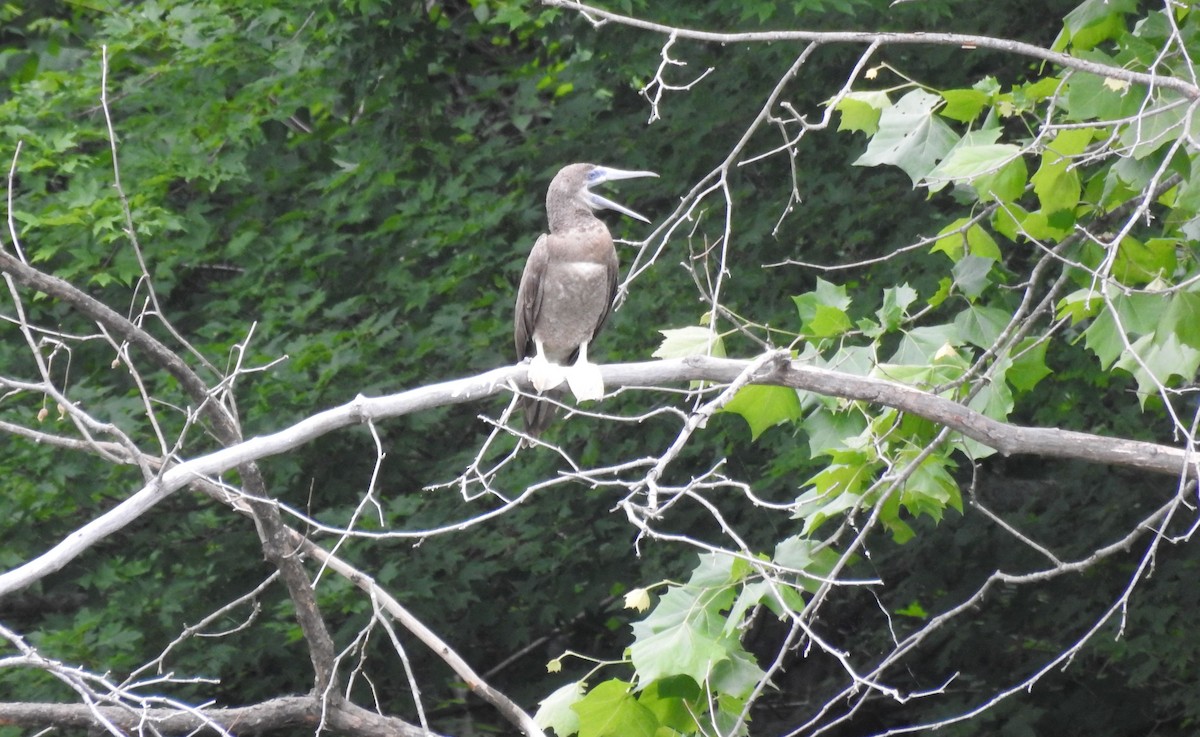 Brown Booby - ML620178516