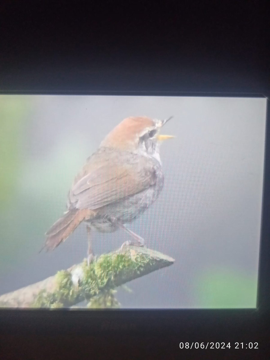 Gray-sided Bush Warbler - ML620178517