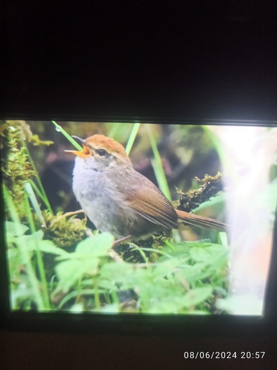 Gray-sided Bush Warbler - ML620178518