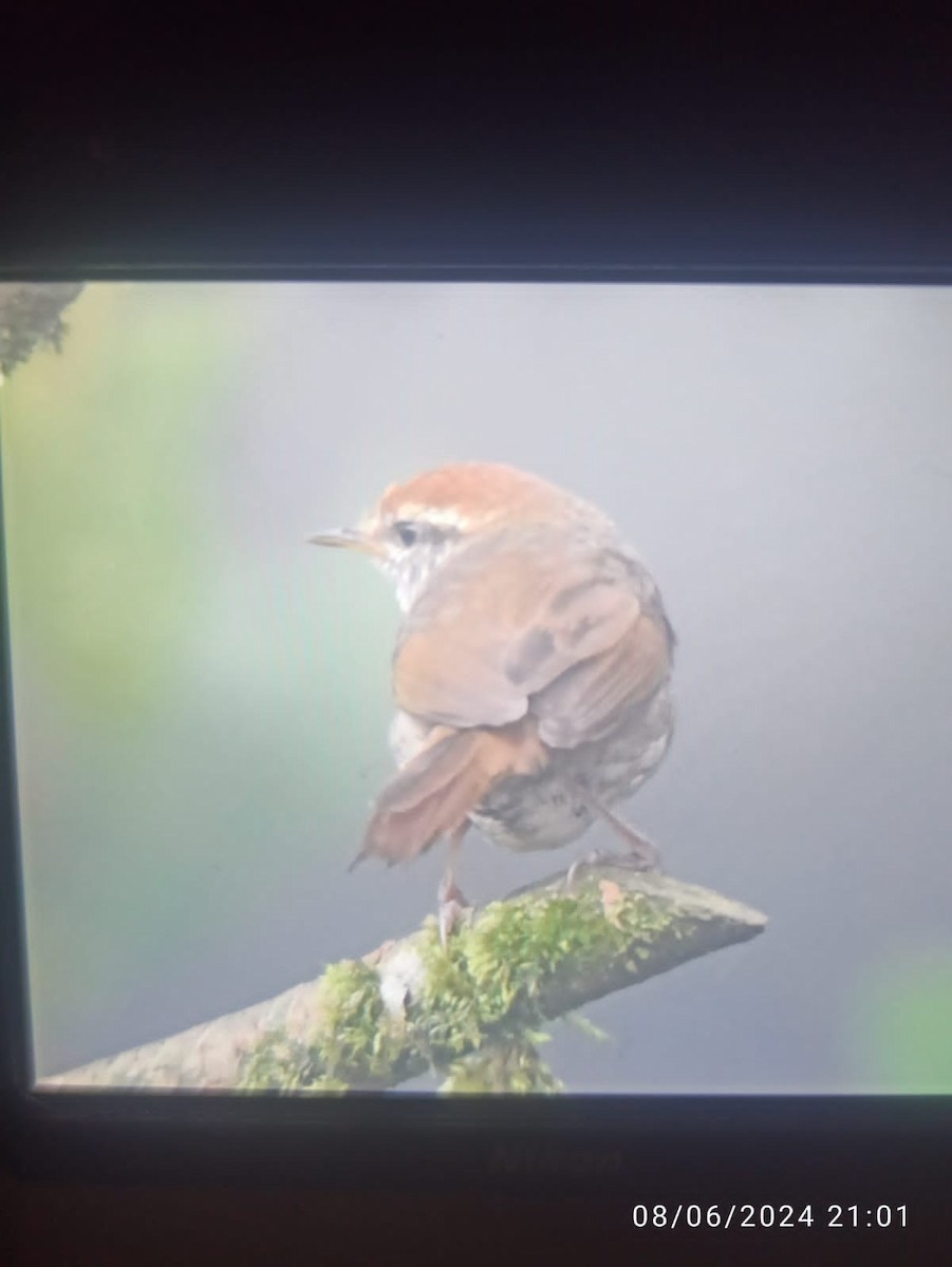 Gray-sided Bush Warbler - ML620178519