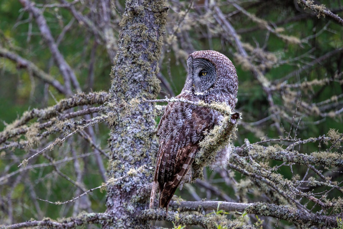 Great Gray Owl - ML620178520