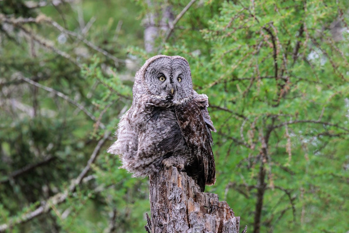 Great Gray Owl - ML620178521