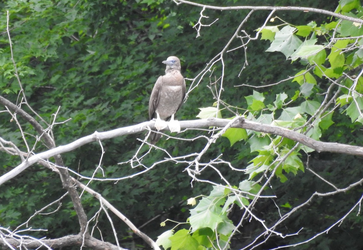 Brown Booby - Joseph Caruso