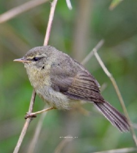 Aberrant Bush Warbler - ML620178537