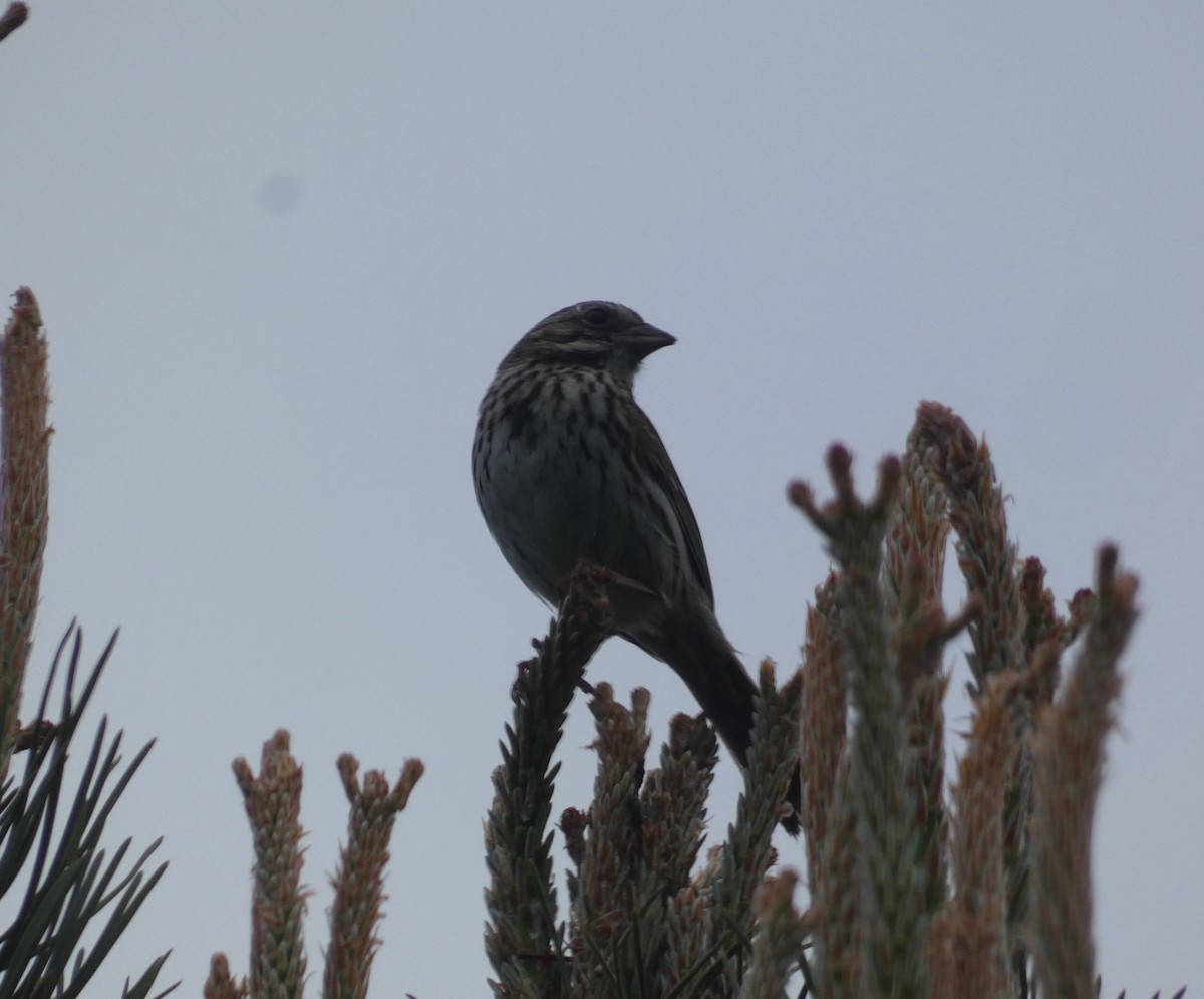 Song Sparrow (melodia/atlantica) - ML620178539