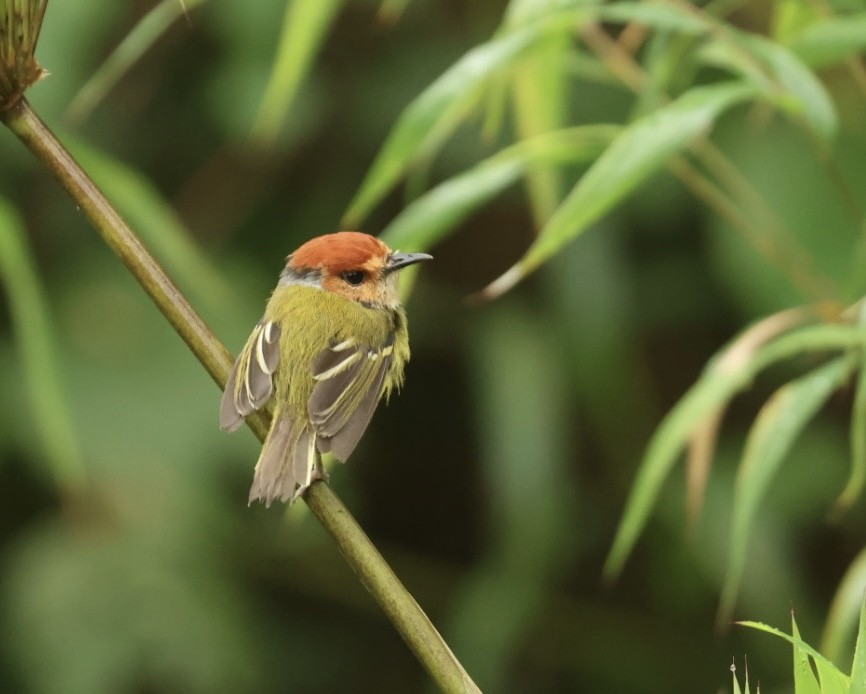 Rufous-crowned Tody-Flycatcher - ML620178544