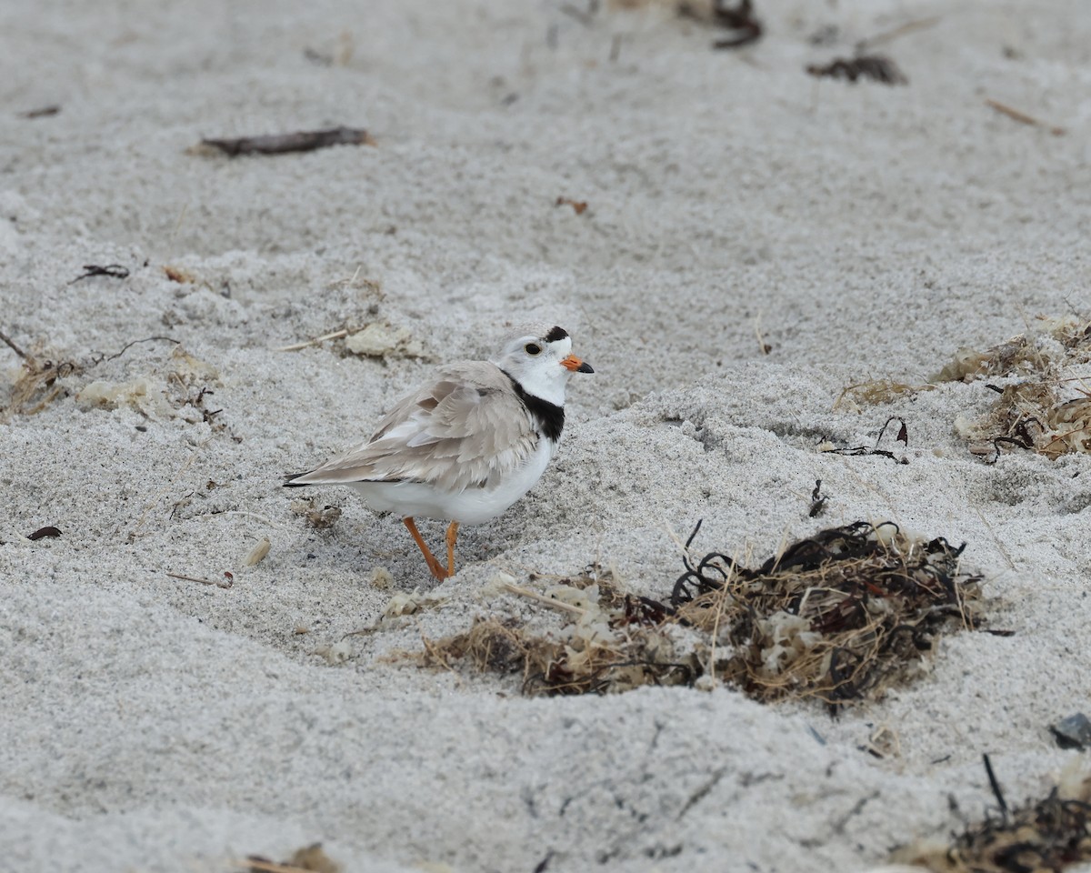 Piping Plover - ML620178553