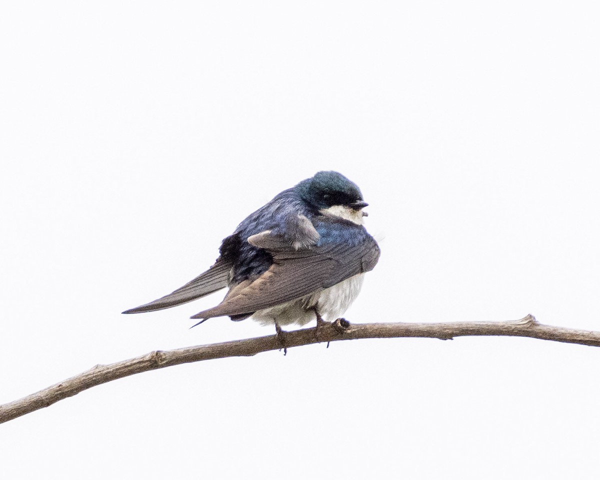 Tree Swallow - ML620178554