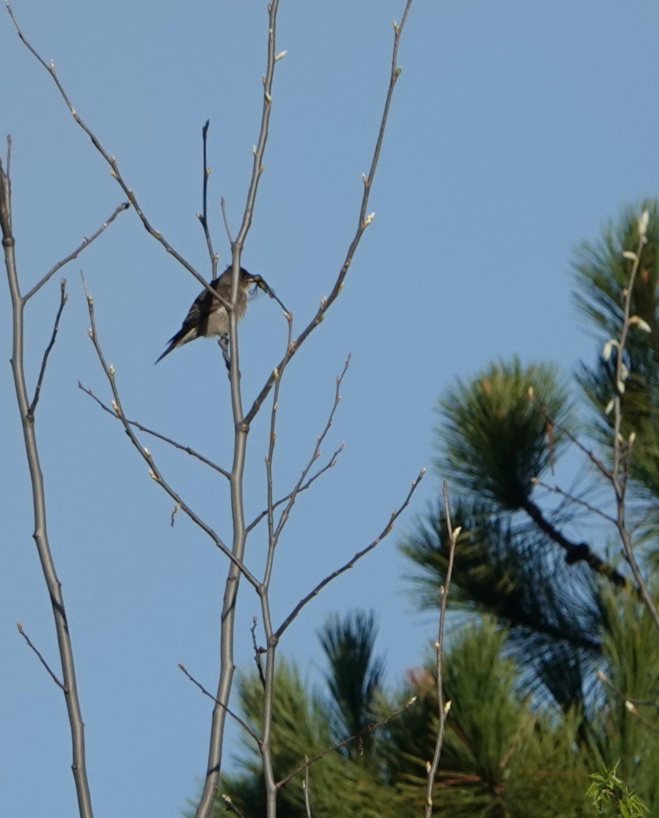 Olive-sided Flycatcher - ML620178558