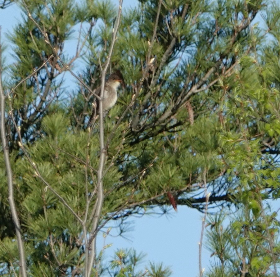 Olive-sided Flycatcher - ML620178561