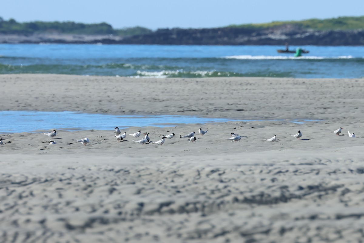 Roseate Tern - ML620178573