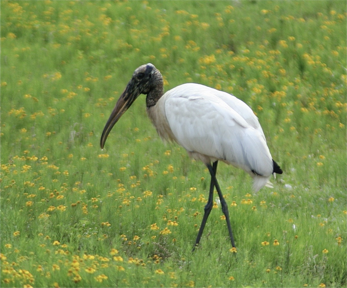 Wood Stork - ML620178593