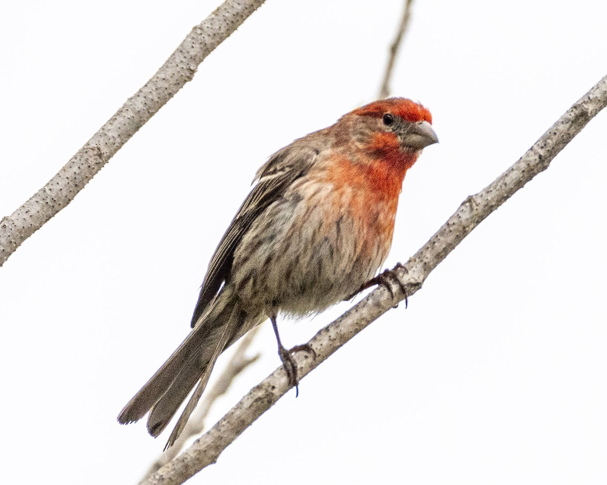 House Finch - ML620178597