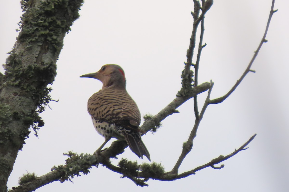 Northern Flicker - Carla Parkinson