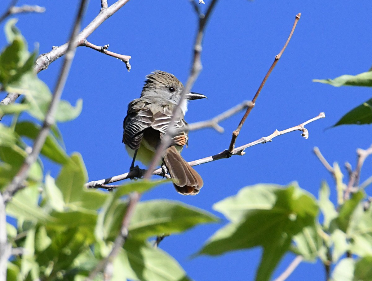 Brown-crested Flycatcher - ML620178599