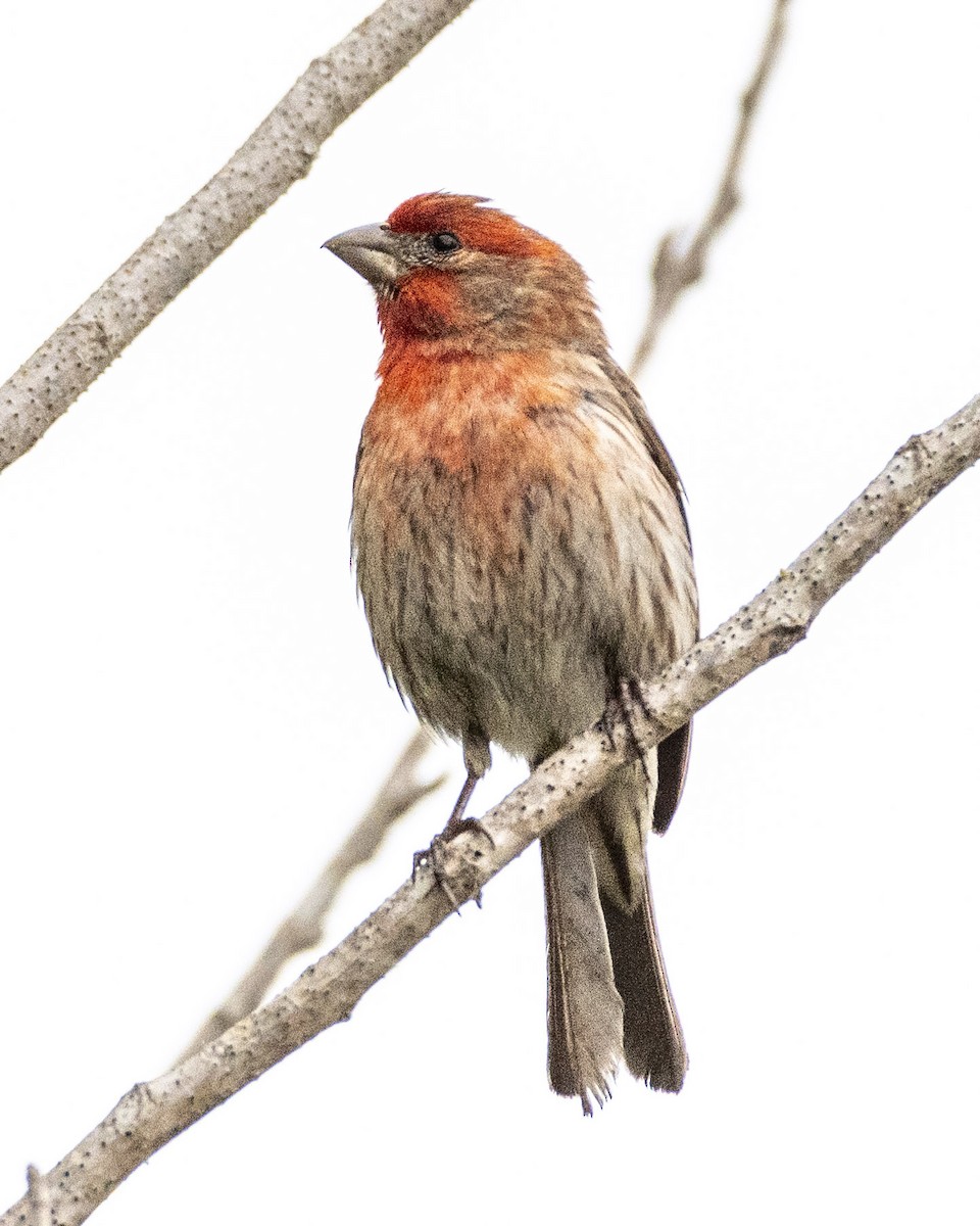 House Finch - ML620178601