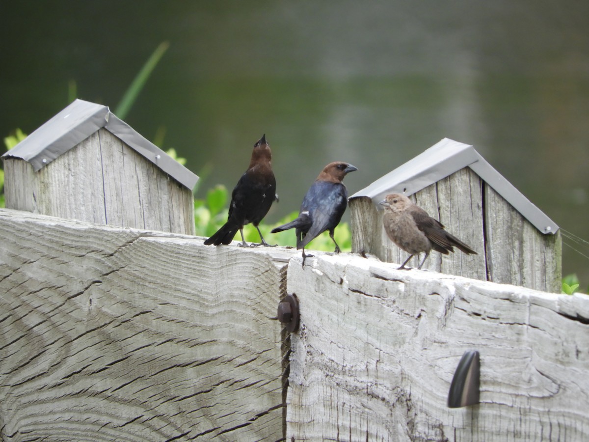 Brown-headed Cowbird - ML620178606