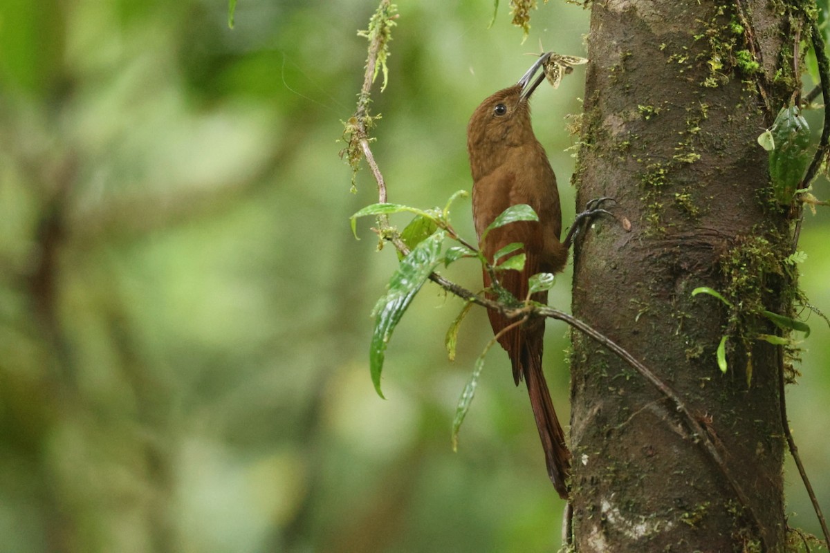 Tyrannine Woodcreeper - ML620178607