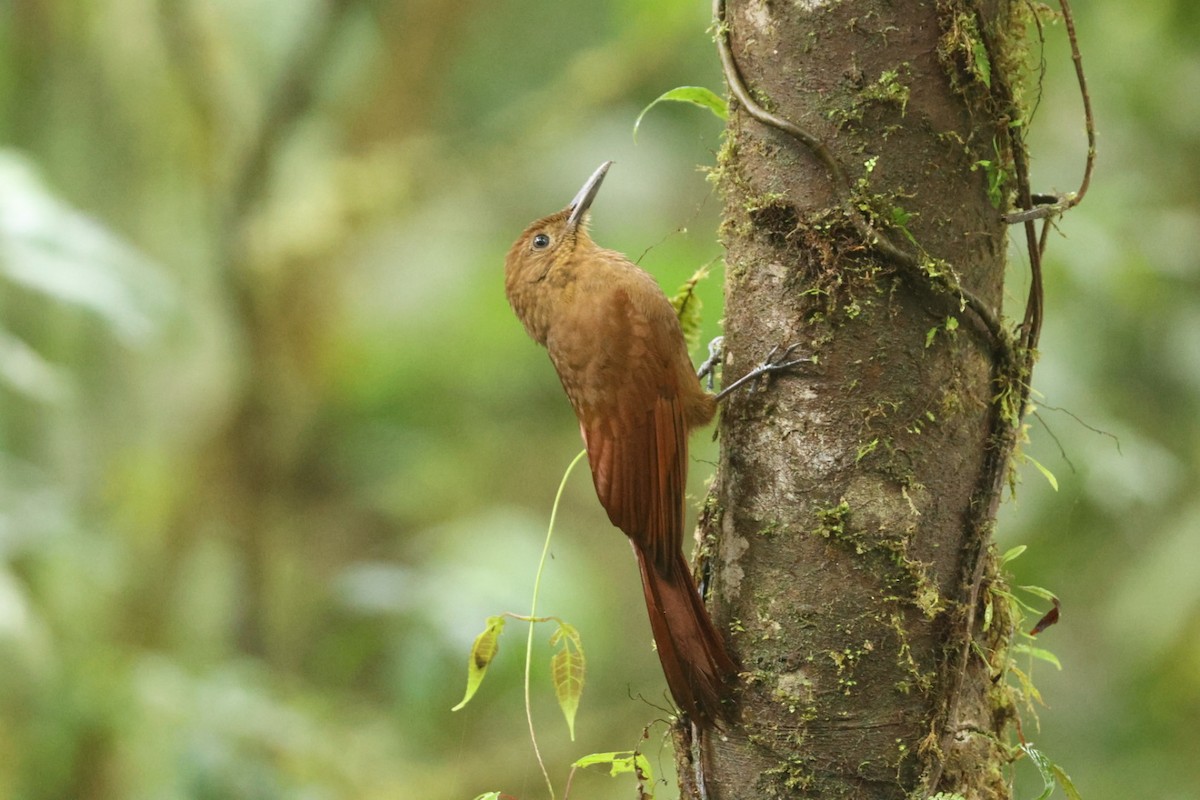 Tyrannine Woodcreeper - ML620178608