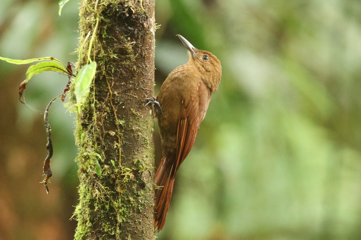 Tyrannine Woodcreeper - ML620178609