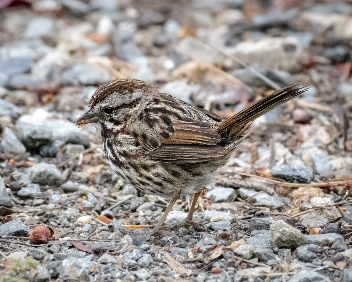 Song Sparrow - ML620178611