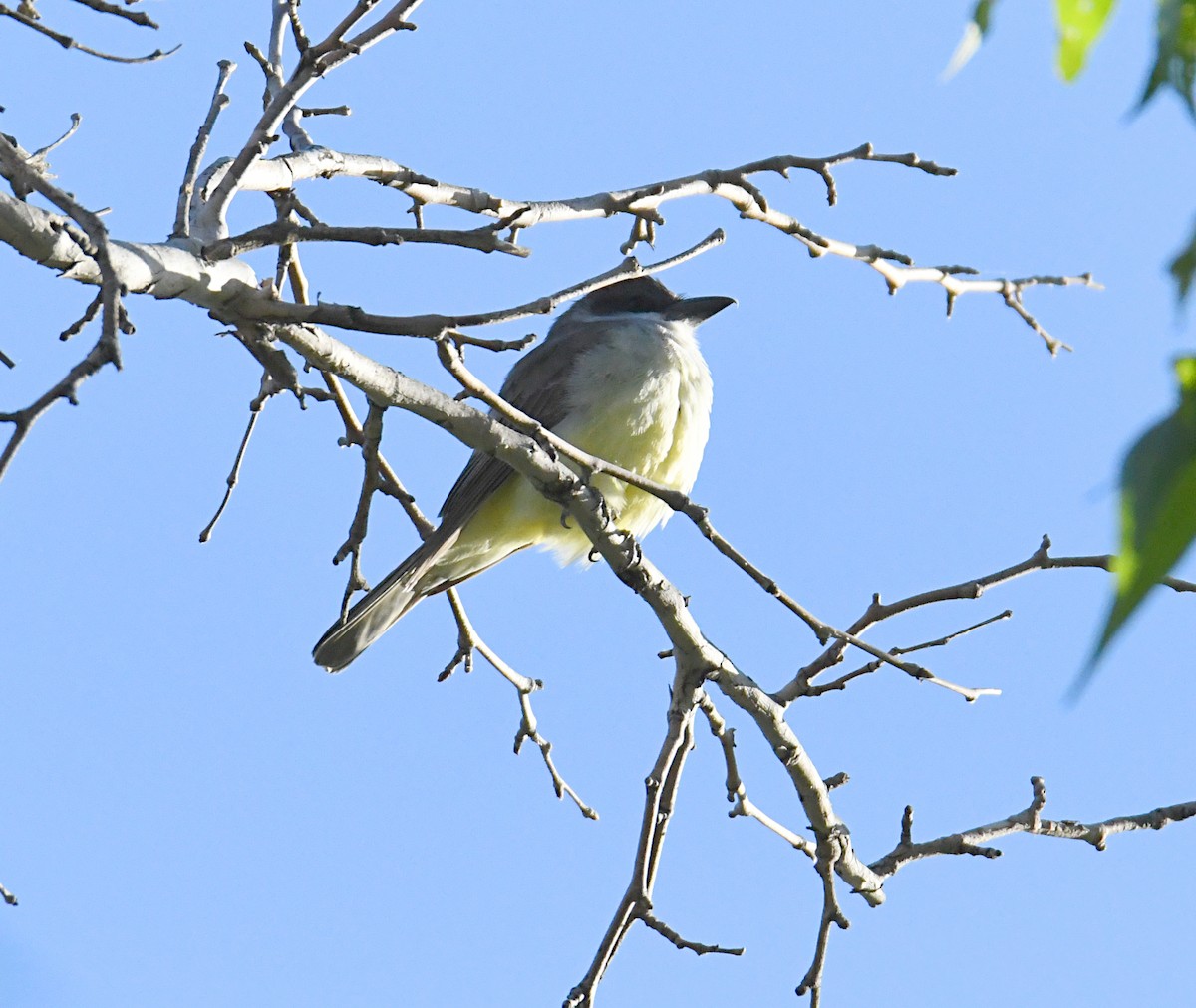 Dickschnabel-Königstyrann - ML620178617