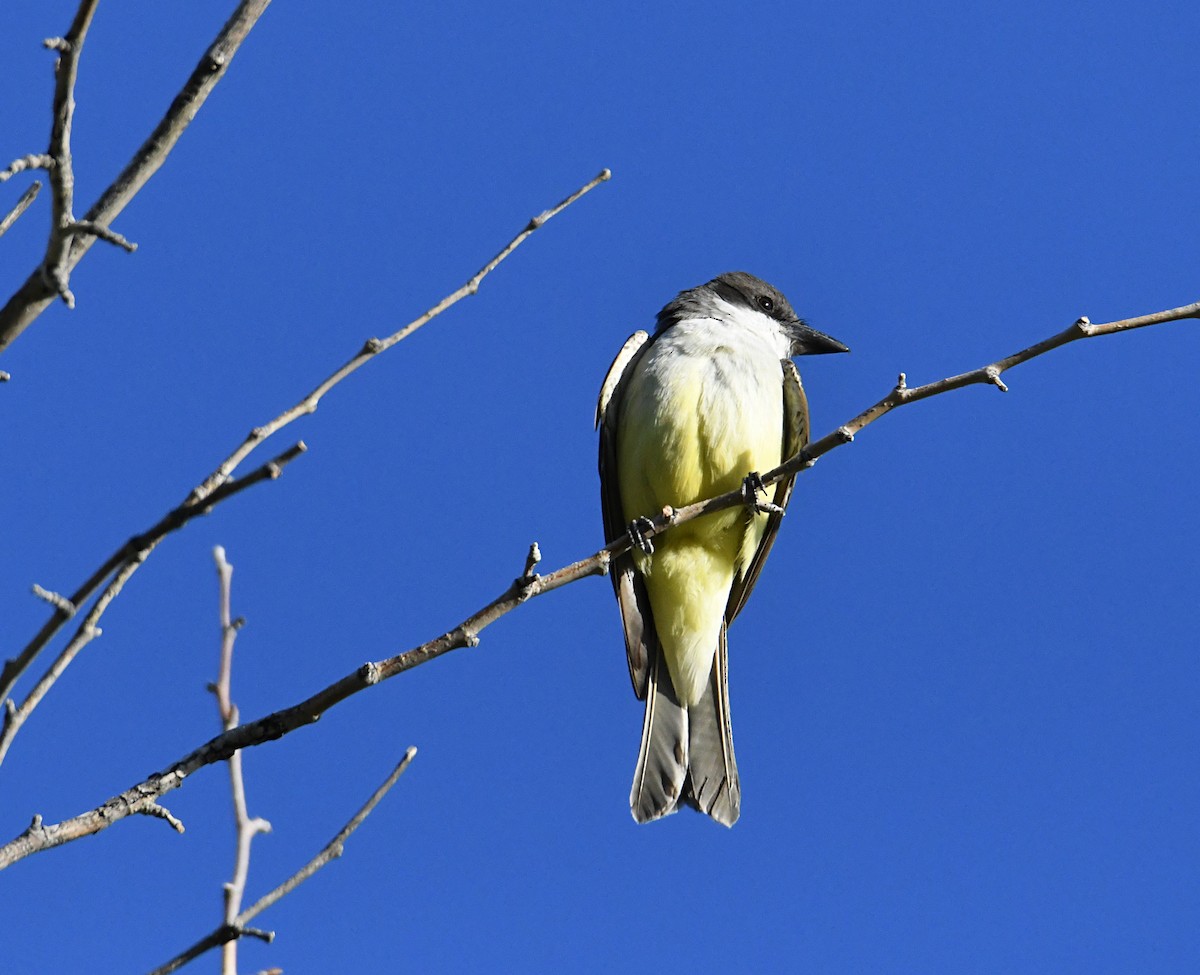 Dickschnabel-Königstyrann - ML620178618