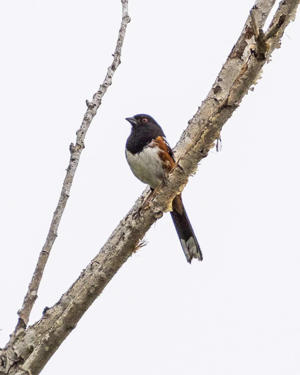 Spotted Towhee - ML620178620