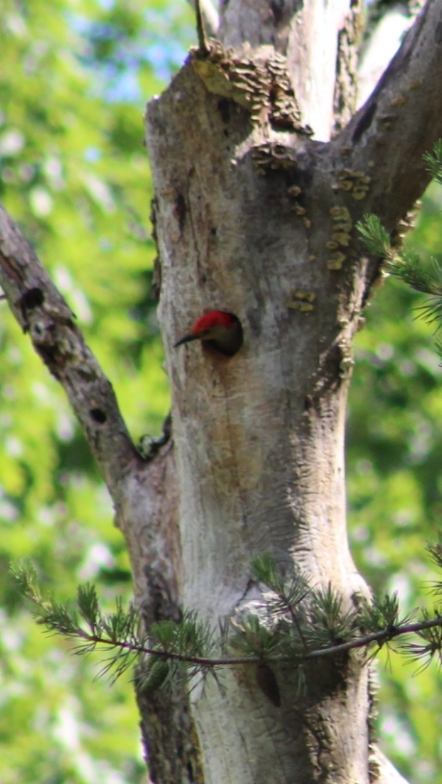 Red-bellied Woodpecker - ML620178622