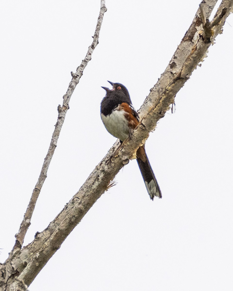 Spotted Towhee - ML620178625