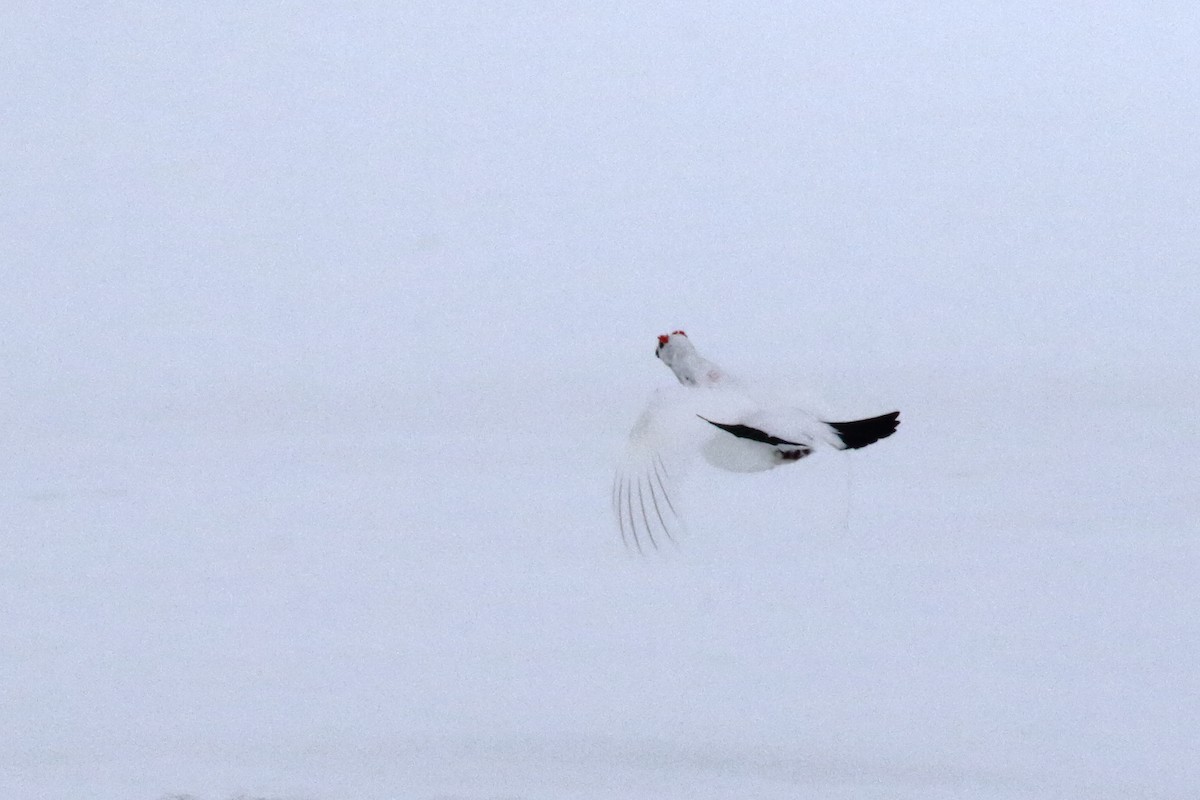 Willow Ptarmigan - ML620178627