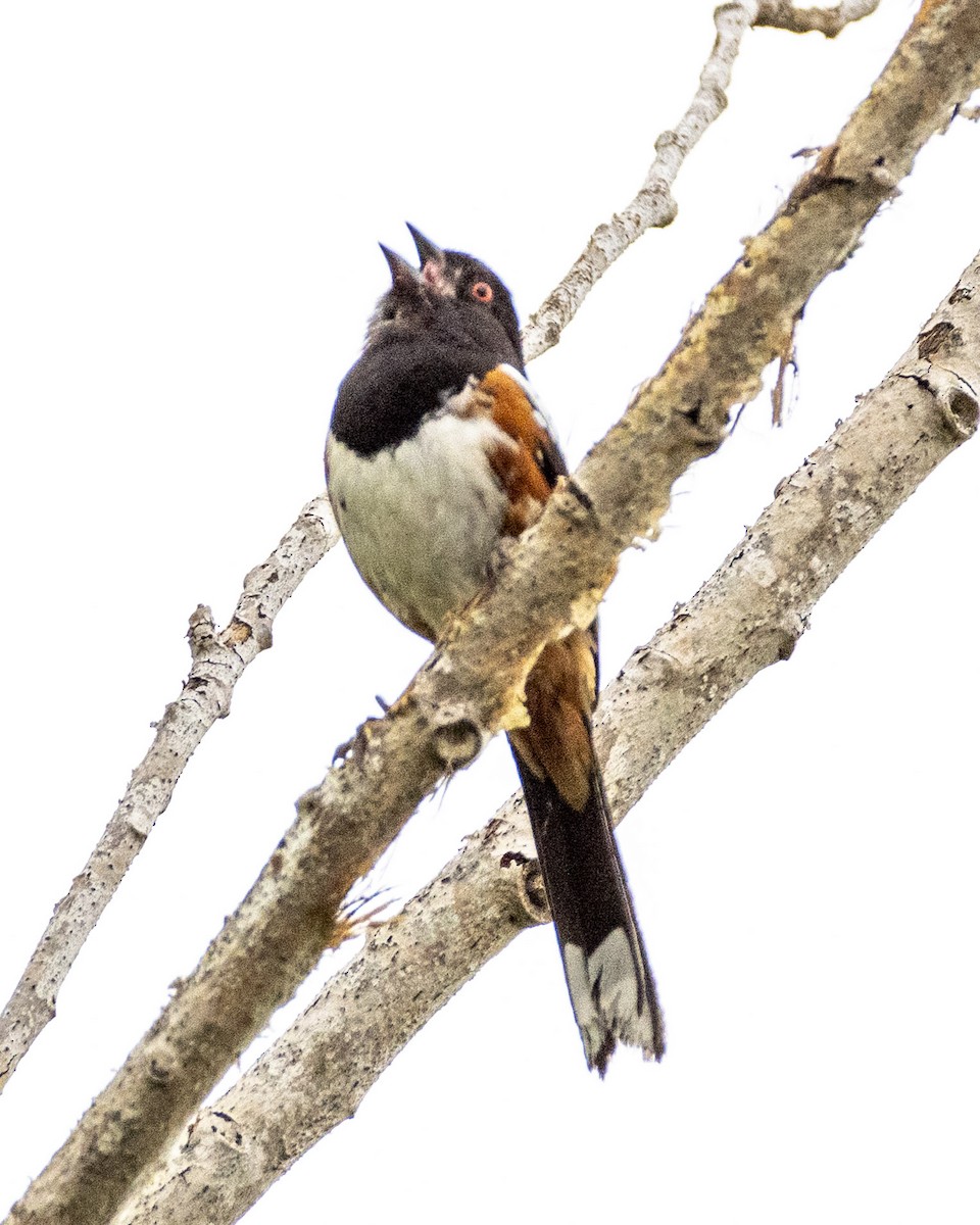 Spotted Towhee - ML620178632