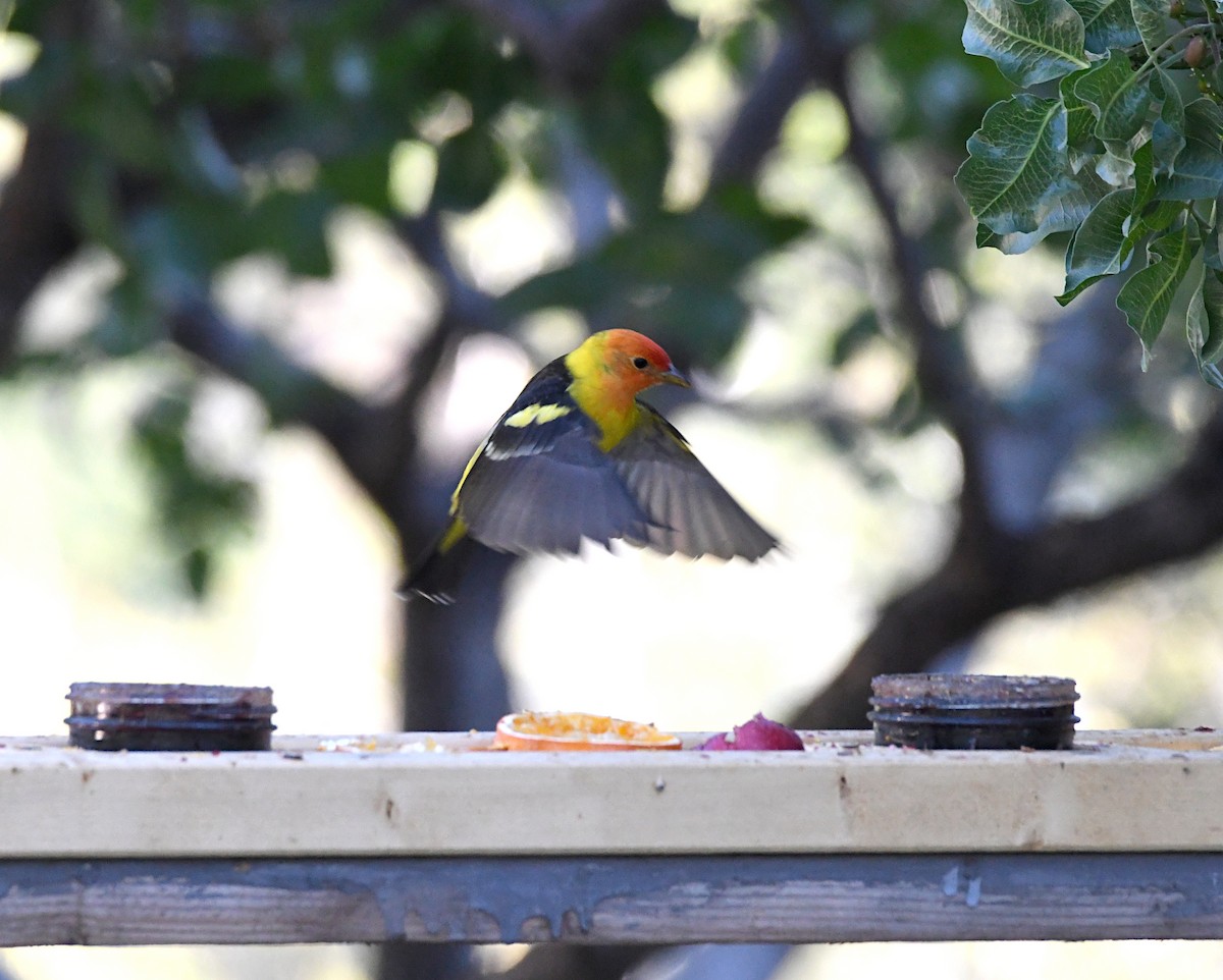 Western Tanager - ML620178633