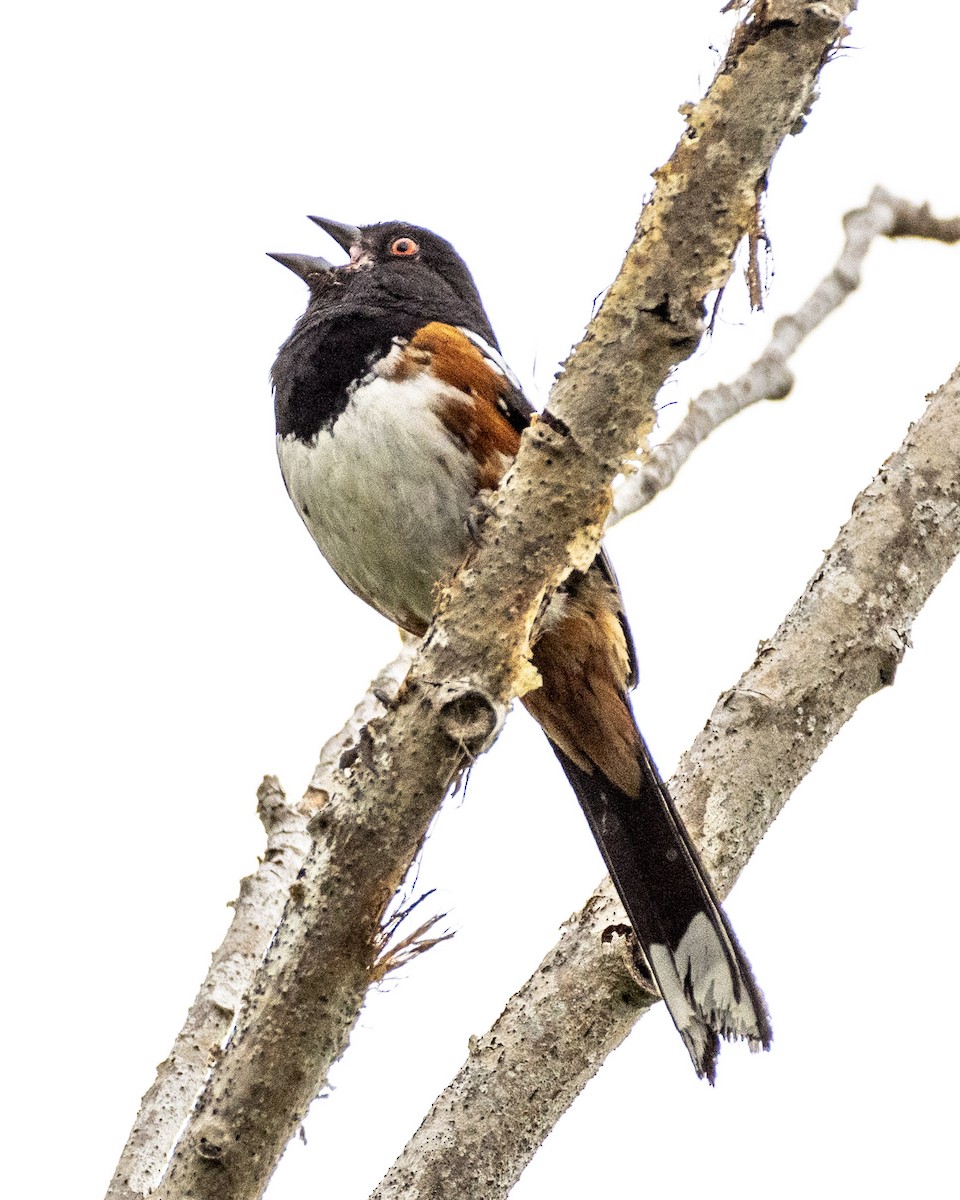 Spotted Towhee - ML620178636