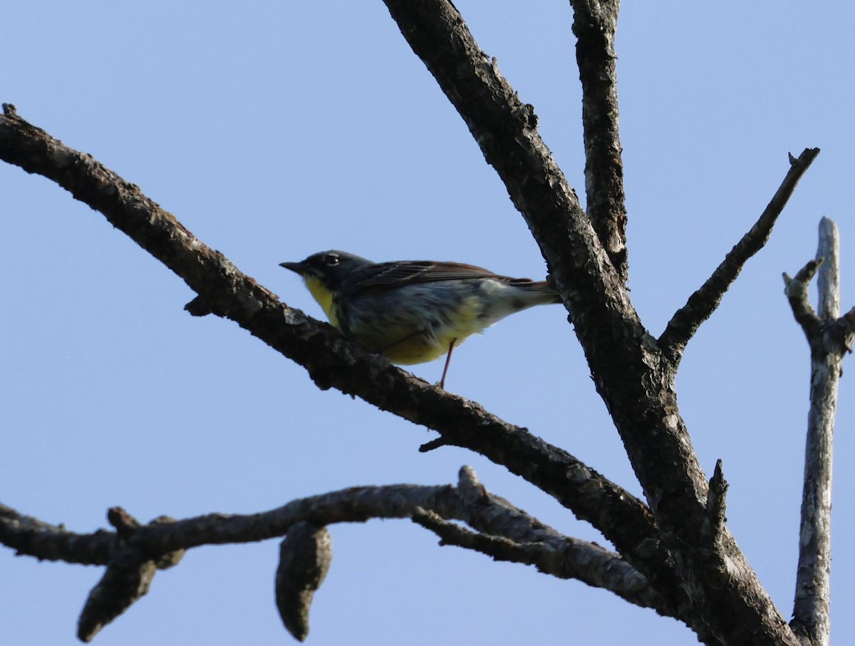 Kirtland's Warbler - ML620178637