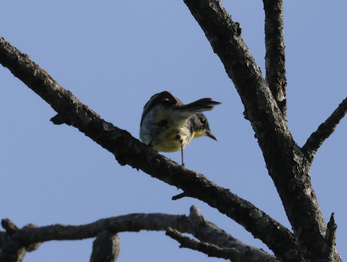 Kirtland's Warbler - ML620178638