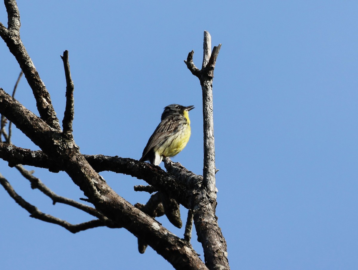 Kirtland's Warbler - Pam Rasmussen