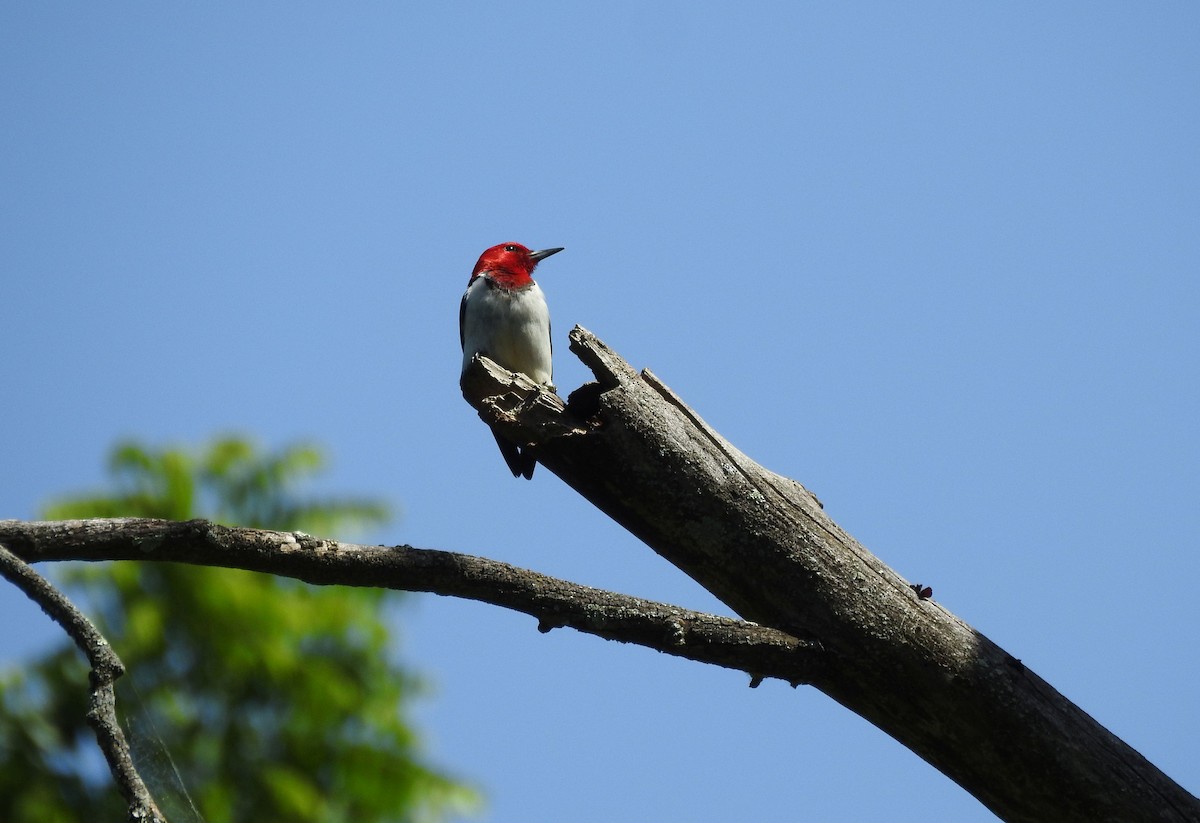 Red-headed Woodpecker - ML620178643