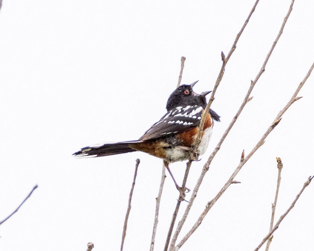 Spotted Towhee - ML620178648