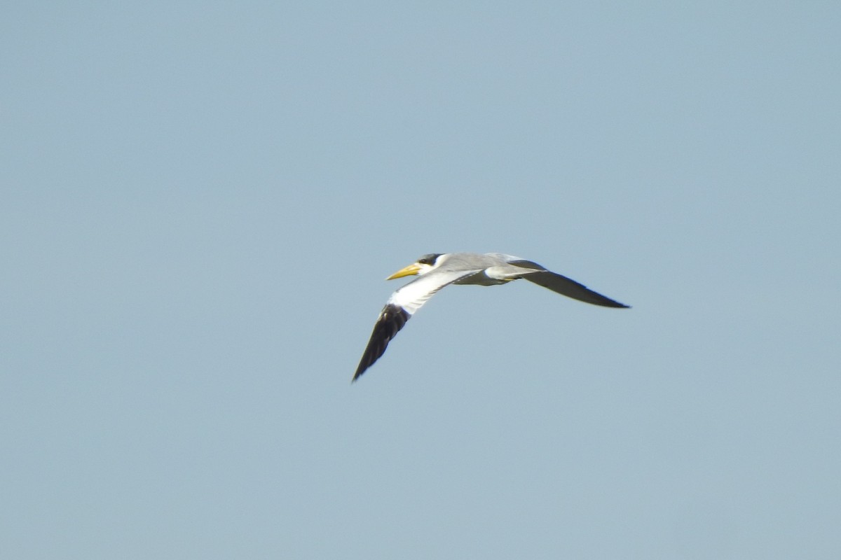 Large-billed Tern - ML620178649