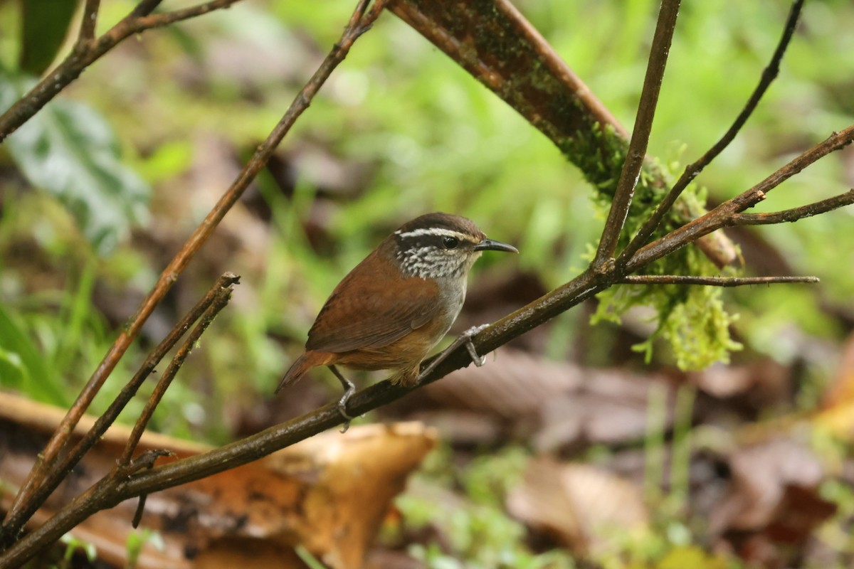 Gray-breasted Wood-Wren - ML620178650