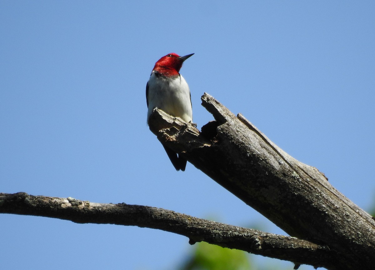 Red-headed Woodpecker - ML620178660