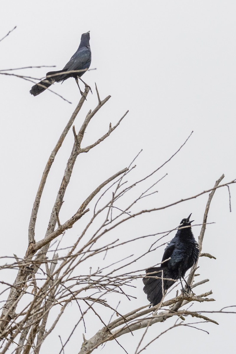 Great-tailed Grackle - ML620178662