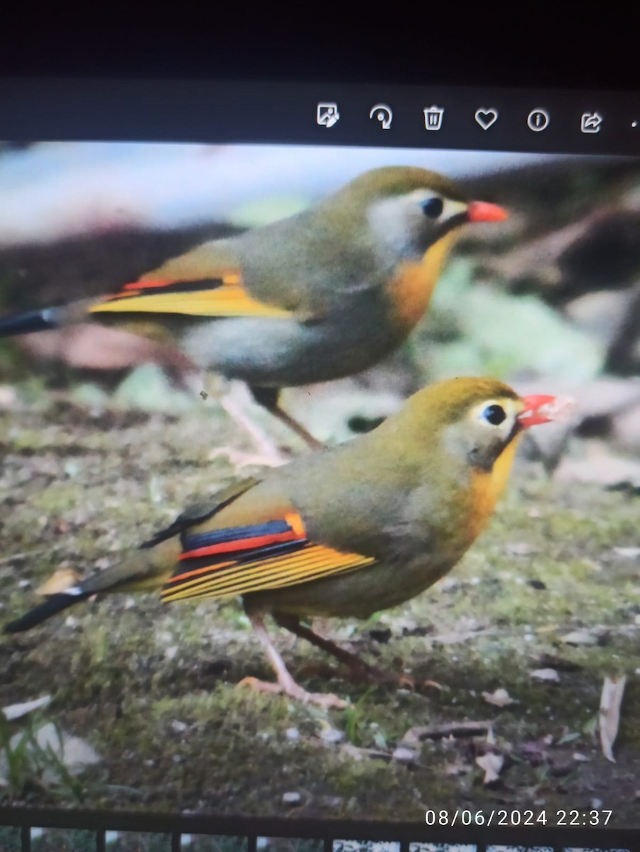 Red-billed Leiothrix - ML620178664