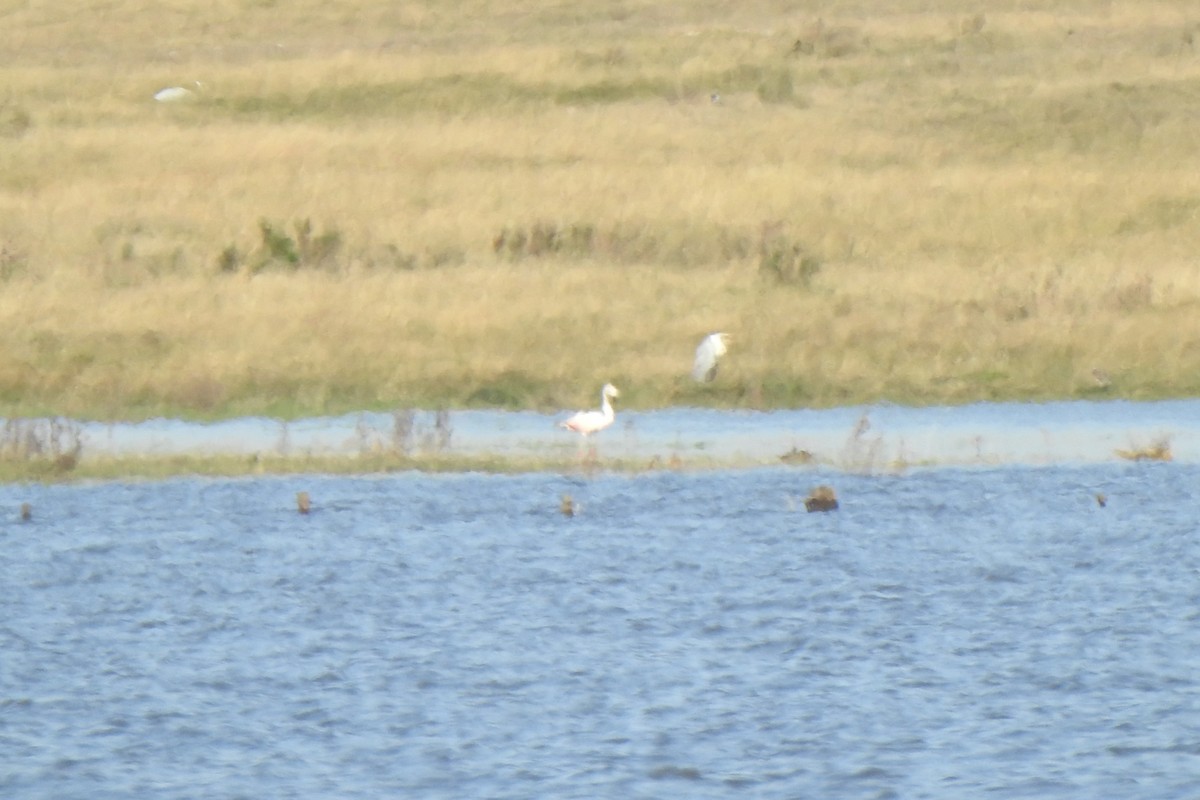 Chilean Flamingo - ML620178665