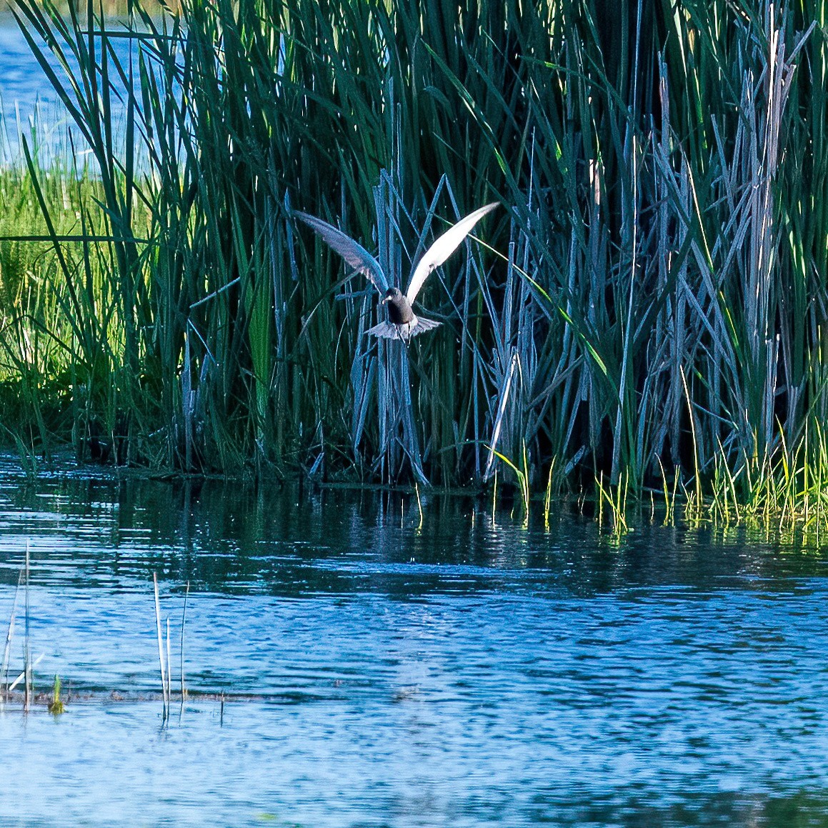 Хилэн хараалай - ML620178672