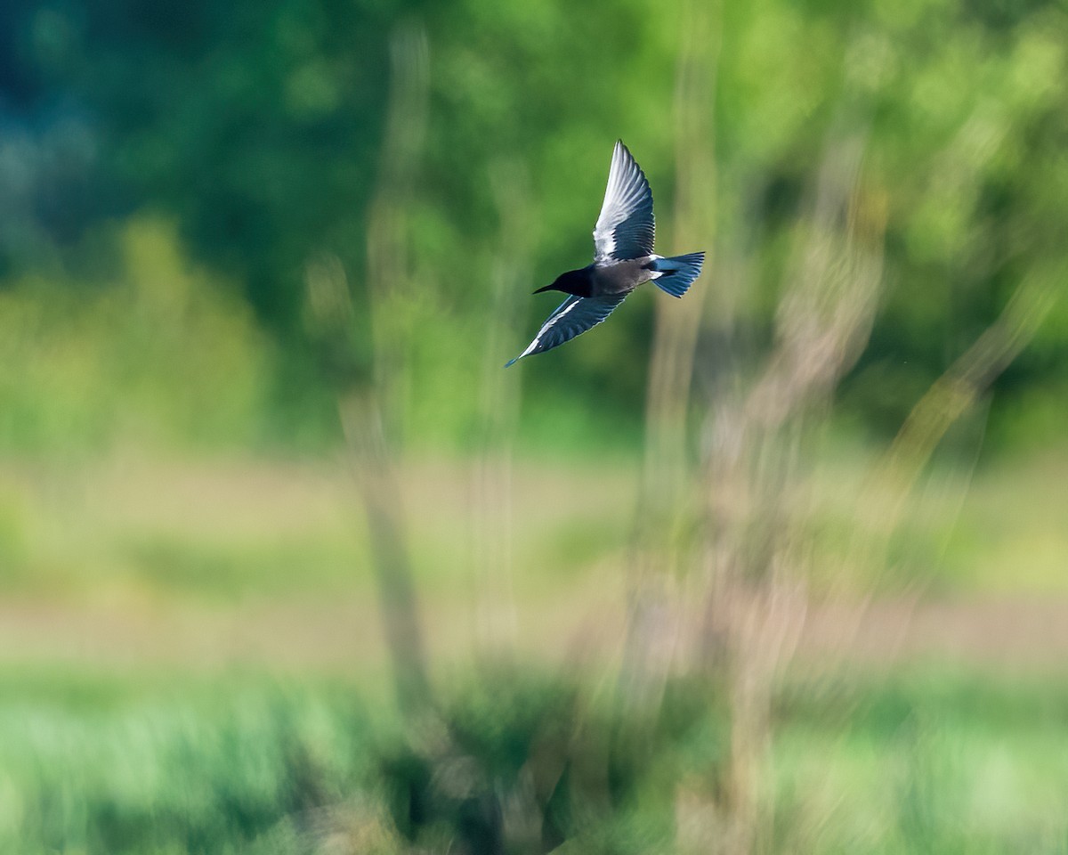 Хилэн хараалай - ML620178673