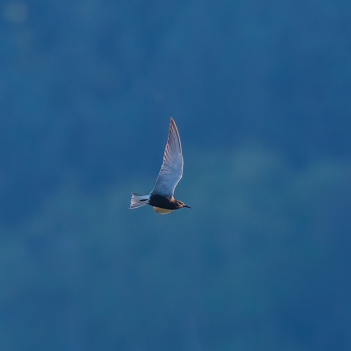 Хилэн хараалай - ML620178674