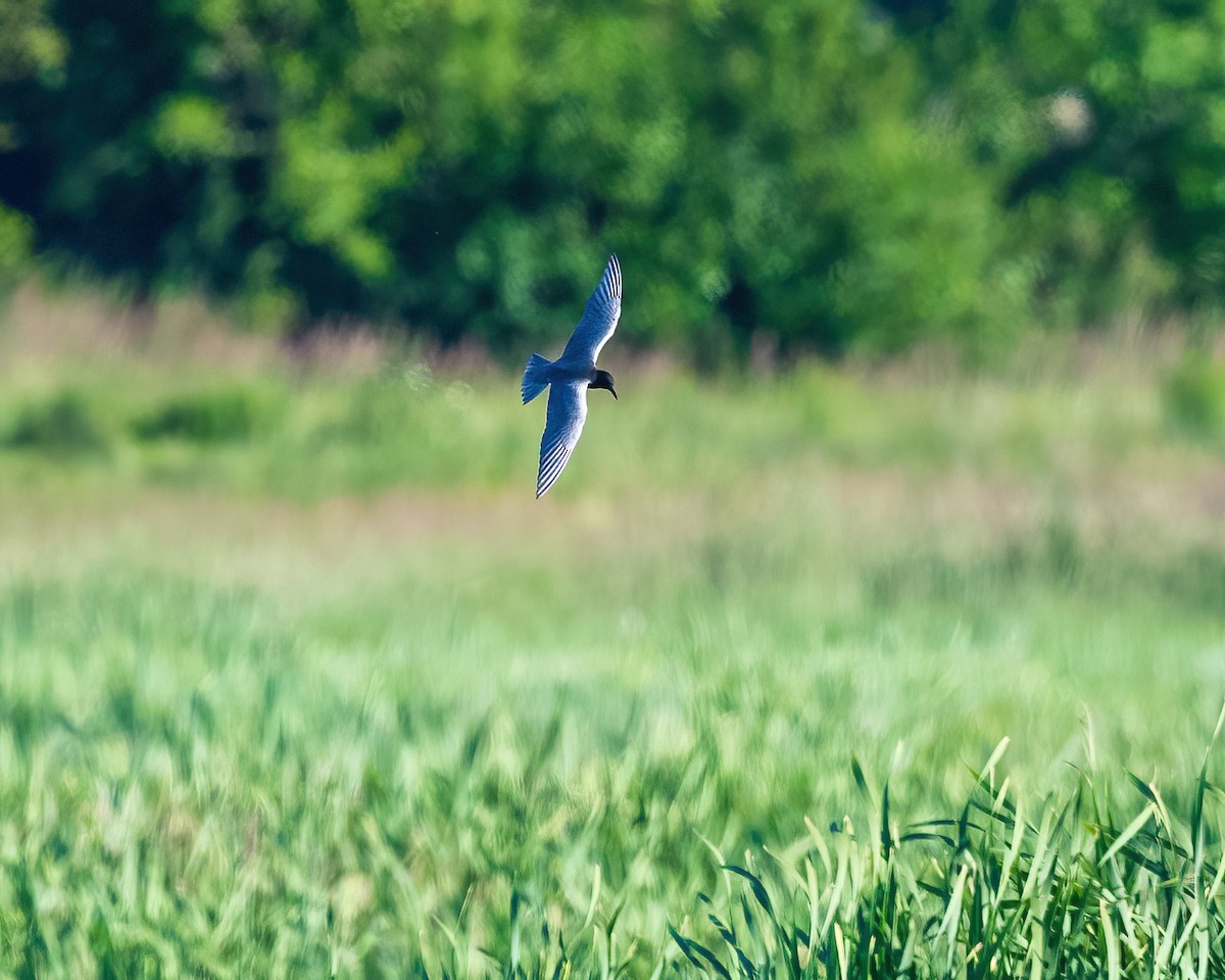 Хилэн хараалай - ML620178675